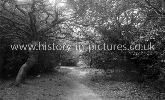 Earls Path, Loughton, Epping Forest, Essex. c.1915